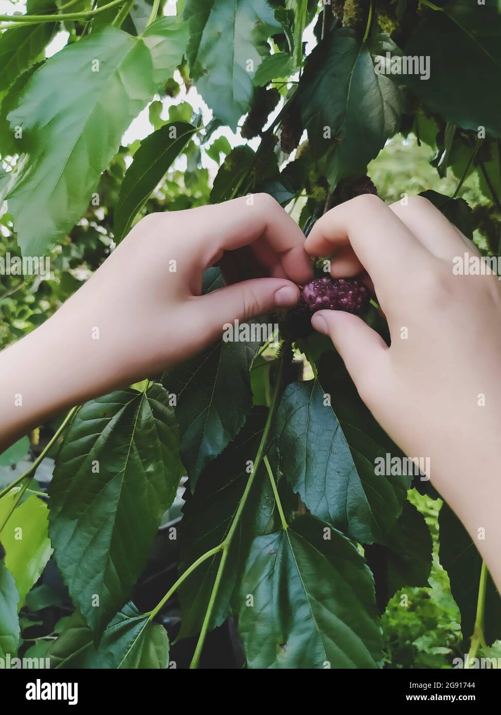 le mani raccolse i mirtilli maturi da un ramo di albero Foto Stock