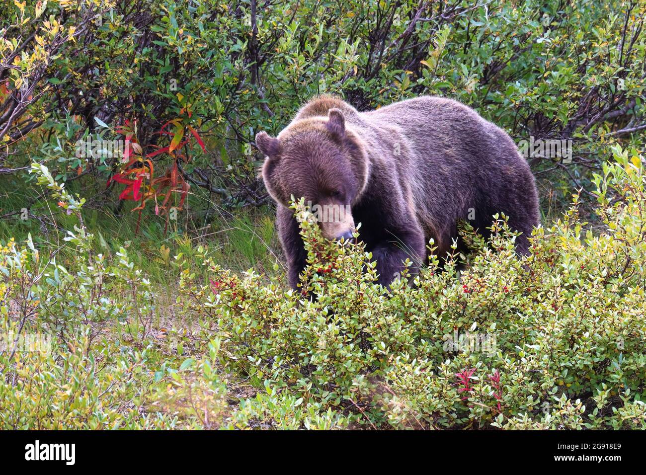 Un orso grizzly in piedi e mangiare bacche fuori un arbusto Foto Stock