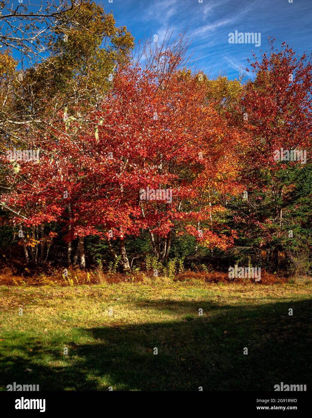 treeline colorata al bordo di un fieild abbandonato Foto Stock