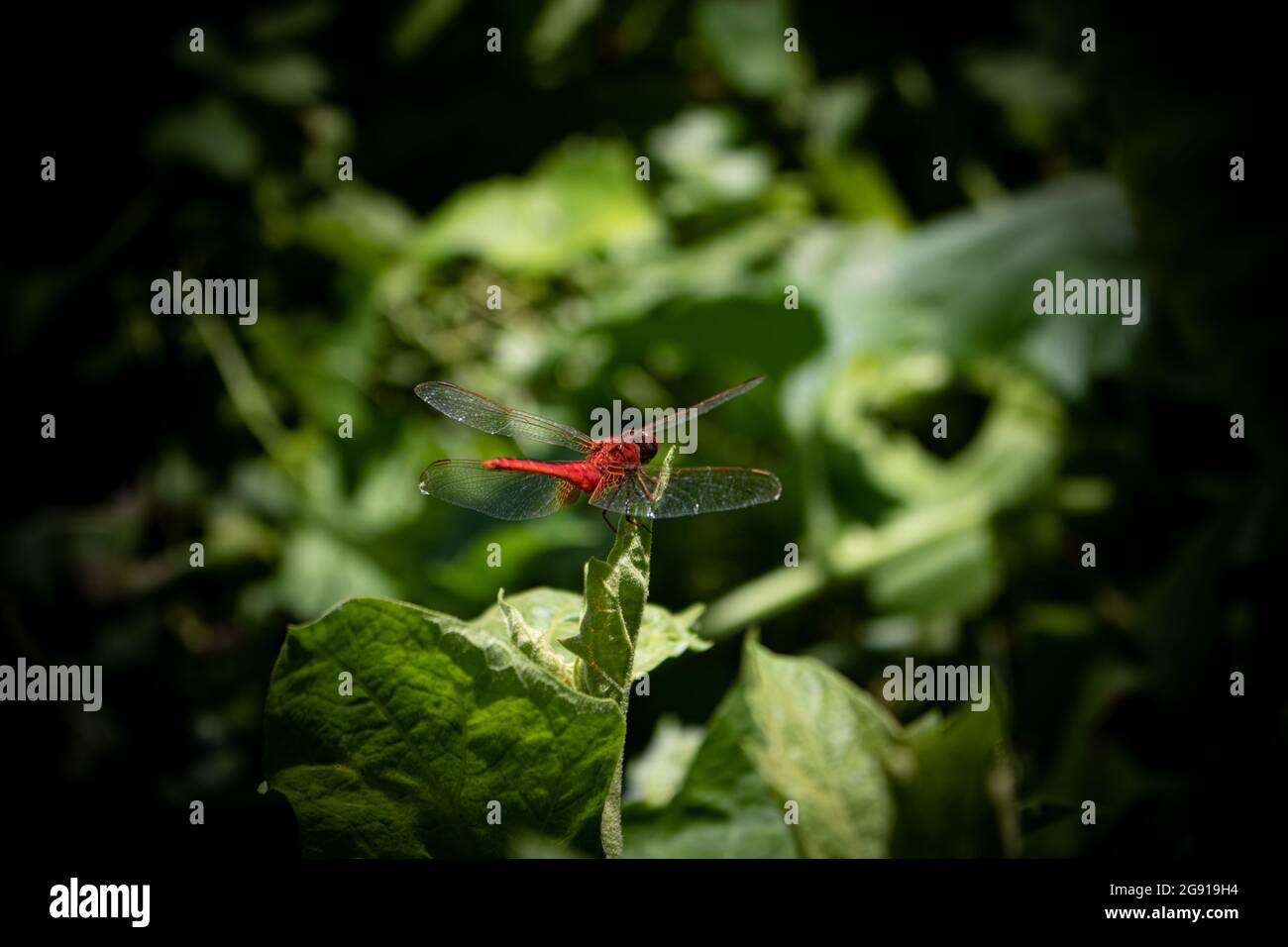 C'è una grande libellula rossa (cavalletta) seduta sul germoglio di un albero di zucca. Foto Stock