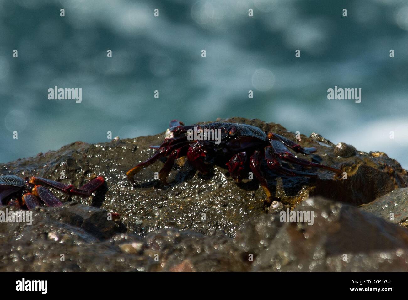 Red Rock Crab seduto in alcuni demolitori appena a lato Baja de las Roques, nella parte nord-occidentale di la Gomera, nelle Isole Canarie. Foto Stock