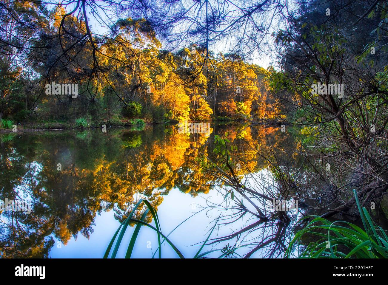 Vista del parco nazionale di Lane Cove sulle acque del fiume ancora incorniciate da rami di boschi lungo il fiume alla luce del mattino. Foto Stock