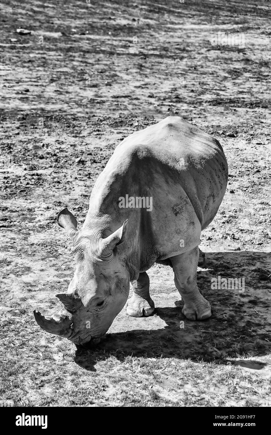 Aspro come fango essiccato - rinoceronte bianco invecchiato su terreno arido nella città pianeggiante del Great Western australiano Dubbo - vista a contrasto bianco nero. Foto Stock Aspro come fango essiccato - rinoceronte bianco invecchiato su terreno arido nella città pianeggiante del Great Western australiano Dubbo - vista a contrasto bianco nero. Foto Stock