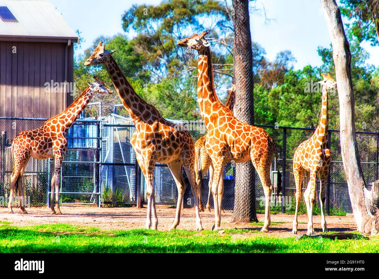 Un gruppo familiare di giraffe macchiate di marrone in un paddock della città australiana delle pianure del Grande Ovest Dubbo. Foto Stock