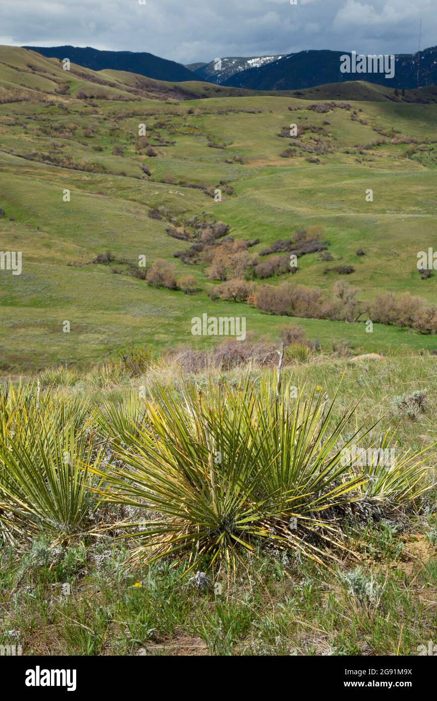 Yucca su Massacre Hill, sito storico del campo di battaglia di Fetterman, Wyoming Foto Stock