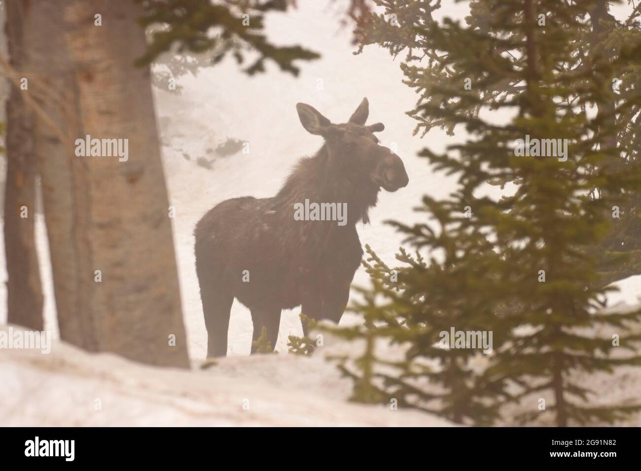 Moose in FOG, Medicine Bow-Routt National Forest, Snowy Range Scenic Byway, Wyoming Foto Stock