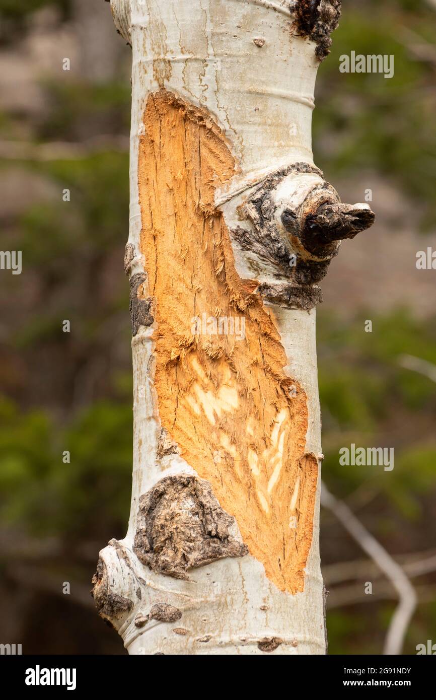 Strofinamenti di alci, Foresta Nazionale di Bow-Routt di Medicina, Wyoming Foto Stock