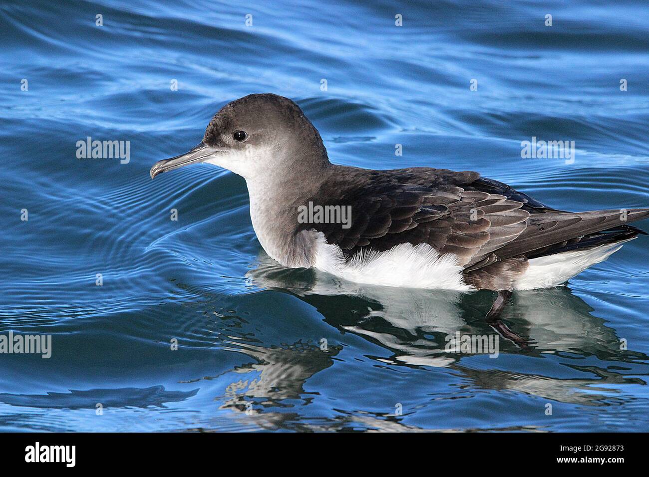 Acqua di taglio fluttering (Puffinus gavia) Foto Stock