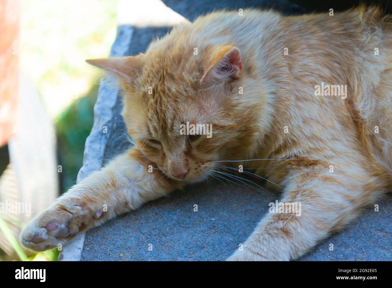 Gatto domestico, stanco e sdraiato su una colonna di cemento Foto Stock