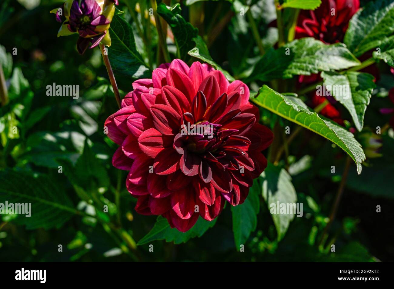 Dahlia chiamata notte araba nel giardino botanico di Uppsala Foto Stock