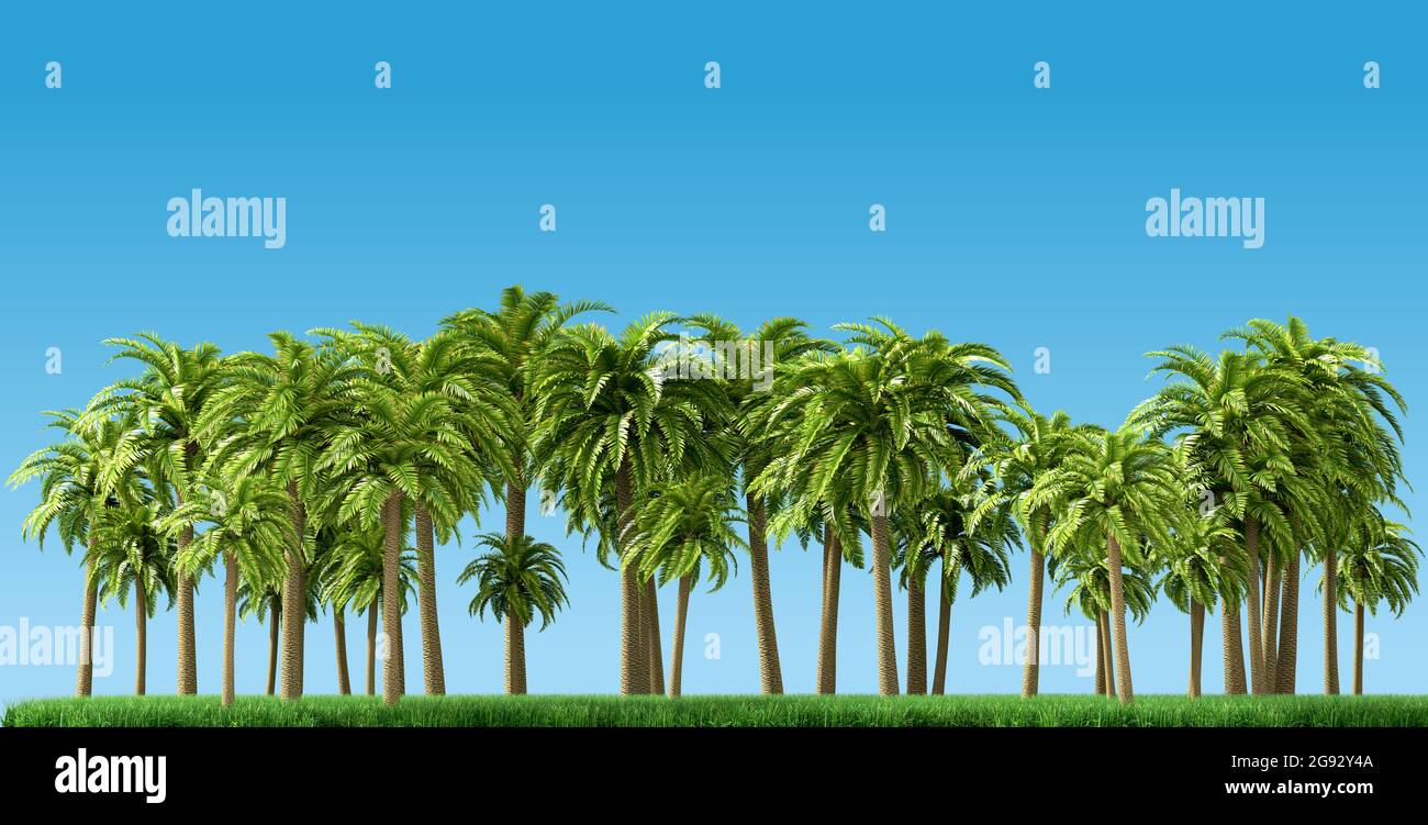 Palme, splendido sfondo tropicale, rendering 3d Foto Stock