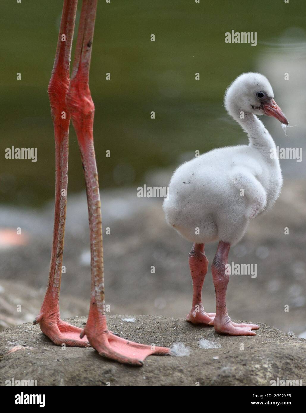 Cottbus, Germania. 23 luglio 2021. Un pulcino di fenicottero si trova tra i vecchi animali su una piccola isola nel laghetto della voliera degli uccelli nello zoo. I pulcini della specie dei fenicotteri caraibici hanno schiusa circa un mese fa e pesato circa 150 grammi all'inizio della loro vita. Credit: Soeren Stache/dpa-Zentralbild/dpa/Alamy Live News Foto Stock