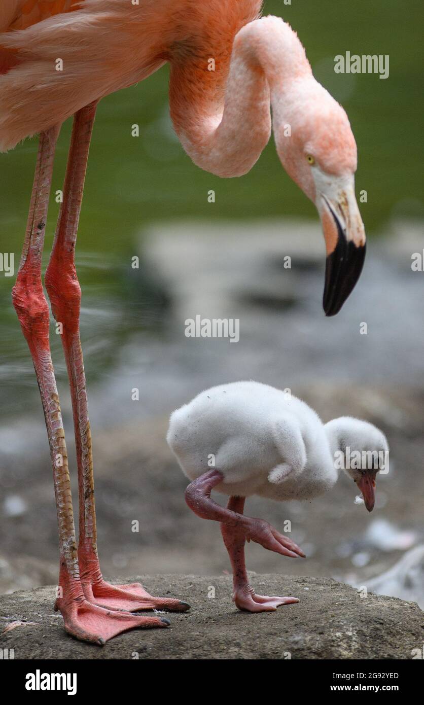 Cottbus, Germania. 23 luglio 2021. Un pulcino di fenicottero si trova tra i vecchi animali su una piccola isola nel laghetto della voliera degli uccelli nello zoo. I pulcini della specie dei fenicotteri caraibici hanno schiusa circa un mese fa e pesato circa 150 grammi all'inizio della loro vita. Credit: Soeren Stache/dpa-Zentralbild/dpa/Alamy Live News Foto Stock