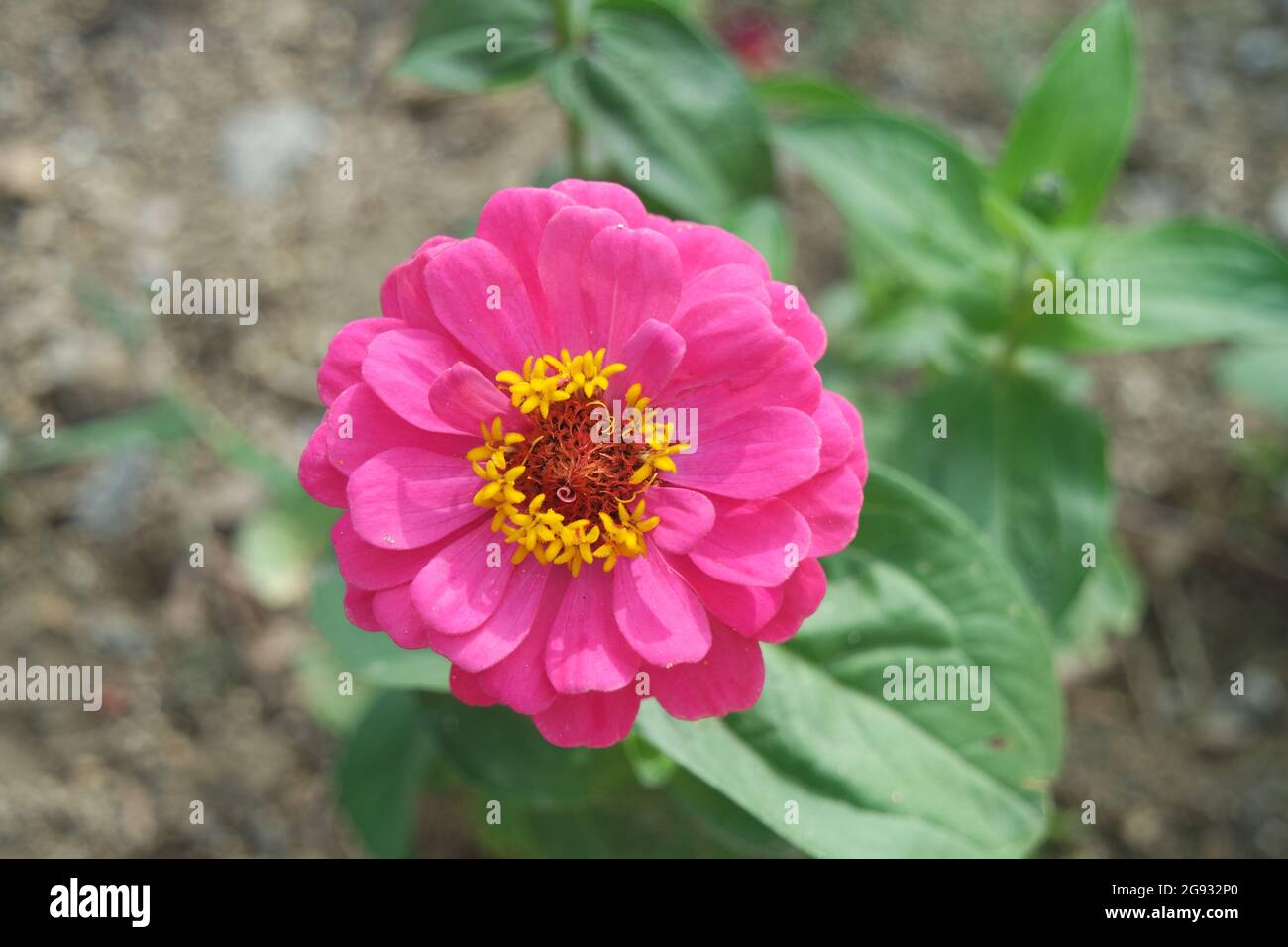 Una brillante pink Zinnia elegans fiore con resistenza gialla Foto Stock