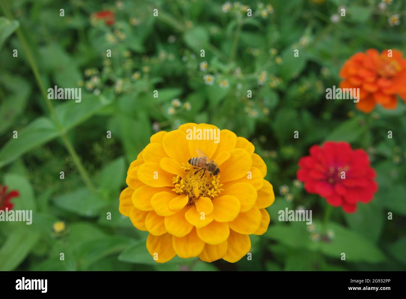 Una Zinnia gialla elegans Fiore con un'ape di miele Foto Stock