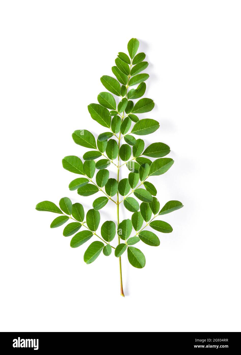 Le foglie di Moringa hanno proprietà medicinali. Vista dall'alto Foto Stock