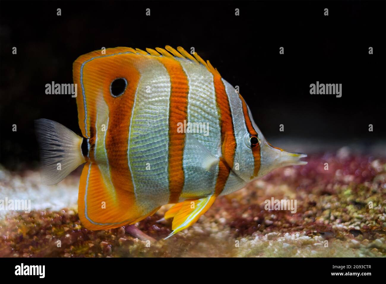 Copperband butterflyfish Chelmon rostratus Foto Stock