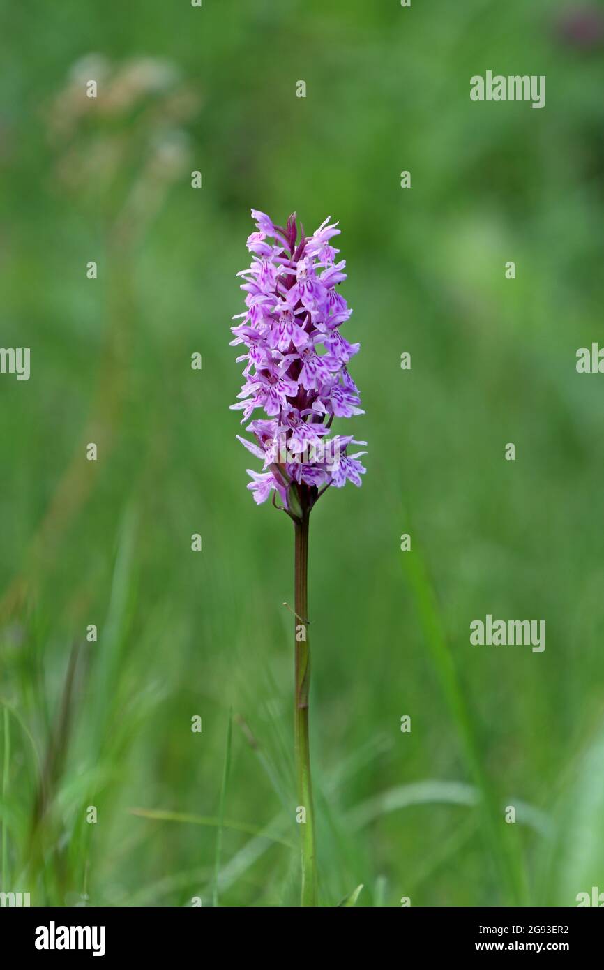 Comune puntato-orchidea (Dactylorhiza fuchsii) Fiore, Pennine del Nord, Contea di Durham, Regno Unito Foto Stock