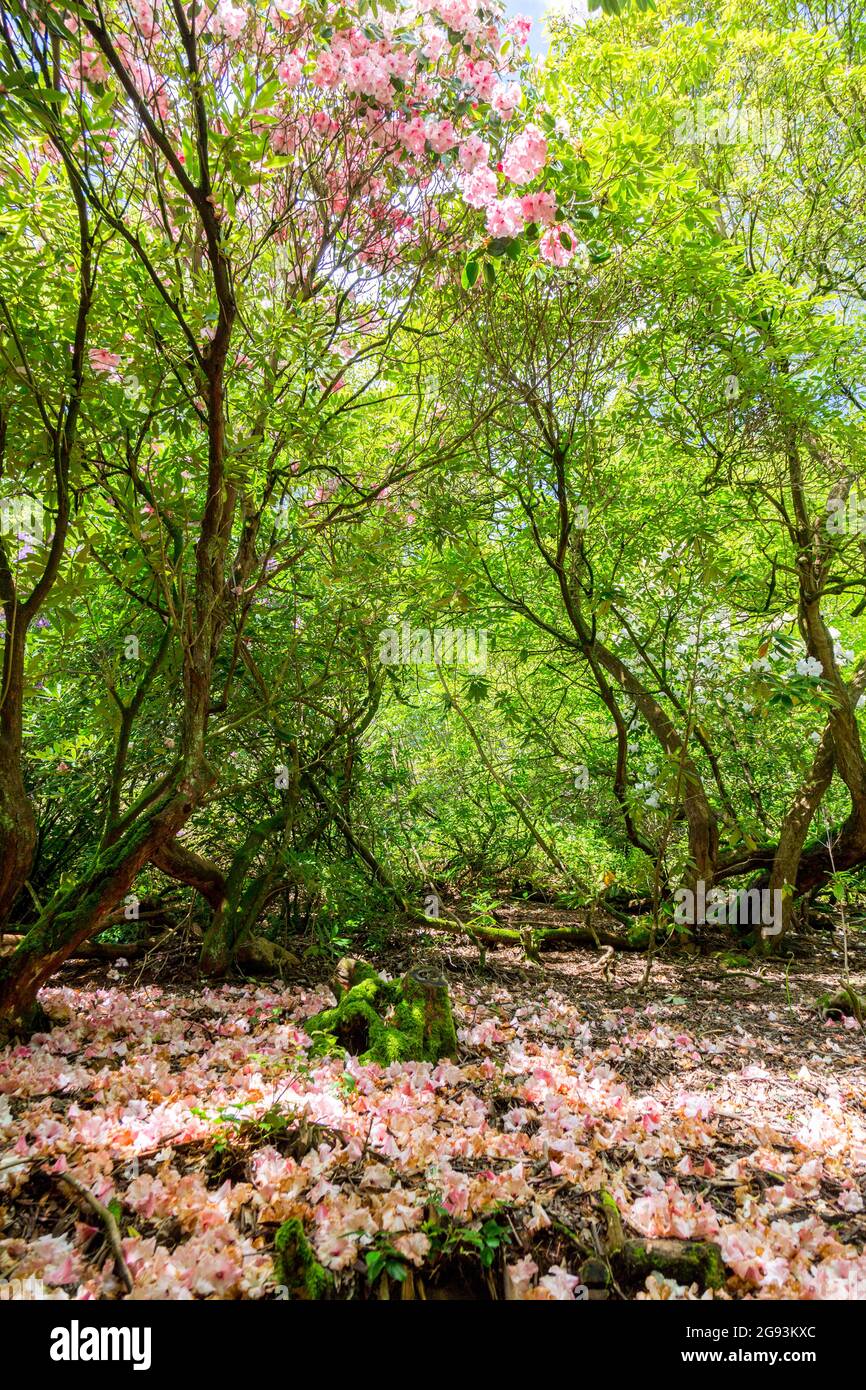 Un tappeto colorato di rodoendro caduto fiorire in Minterne House Garden, Dorset, Inghilterra, Regno Unito Foto Stock