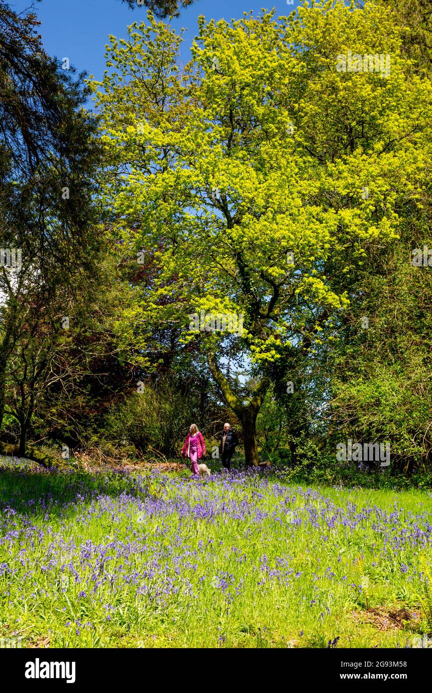 Gli escursionisti del cane che ammirano i bluebells selvatici che crescono in una zona di luce solare a Minne House Gardens, Dorset, Inghilterra, Regno Unito Foto Stock