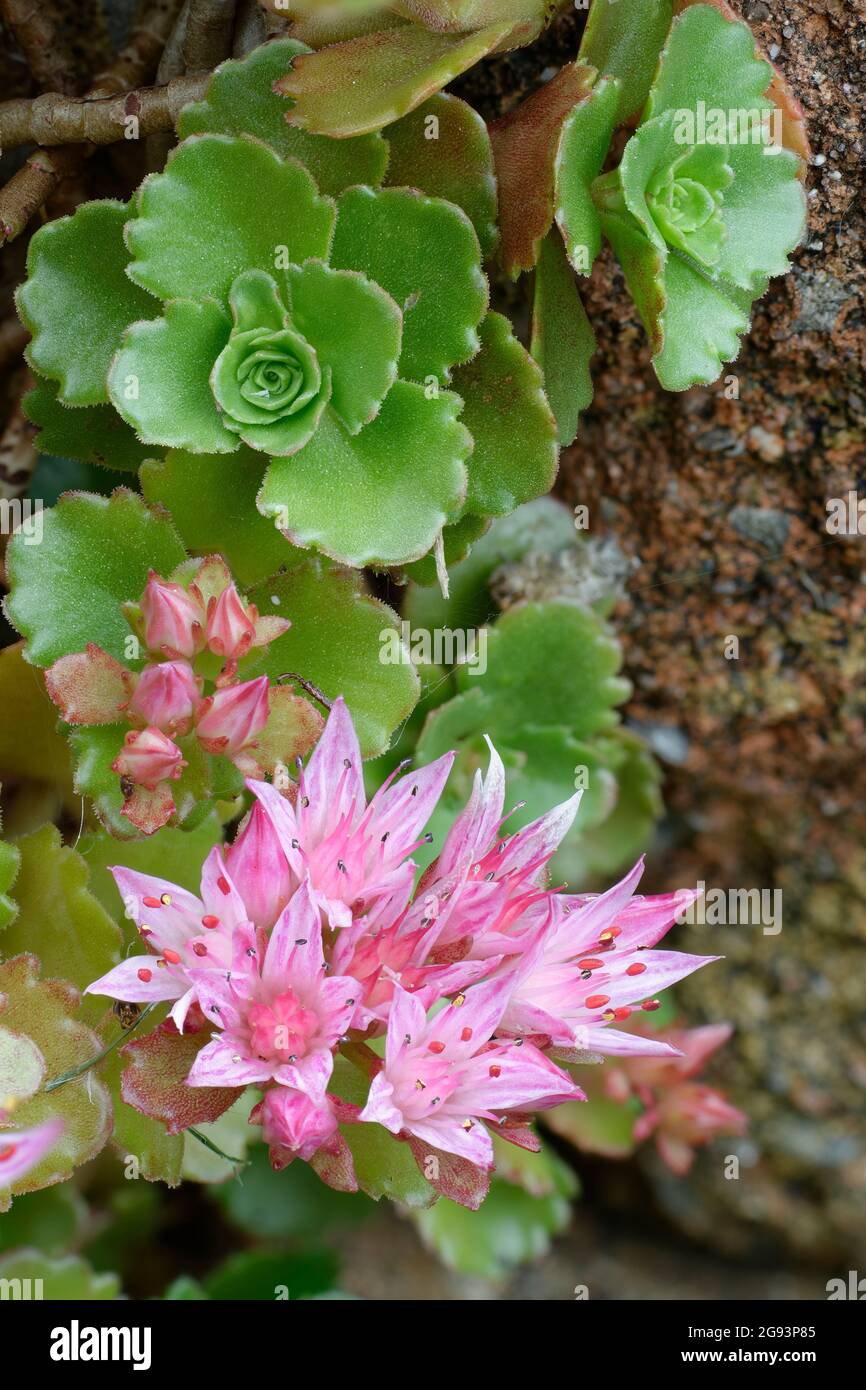 Stonecrop caucasico - Sedum spurium, fiori rosa e rosetta a foglia Foto Stock