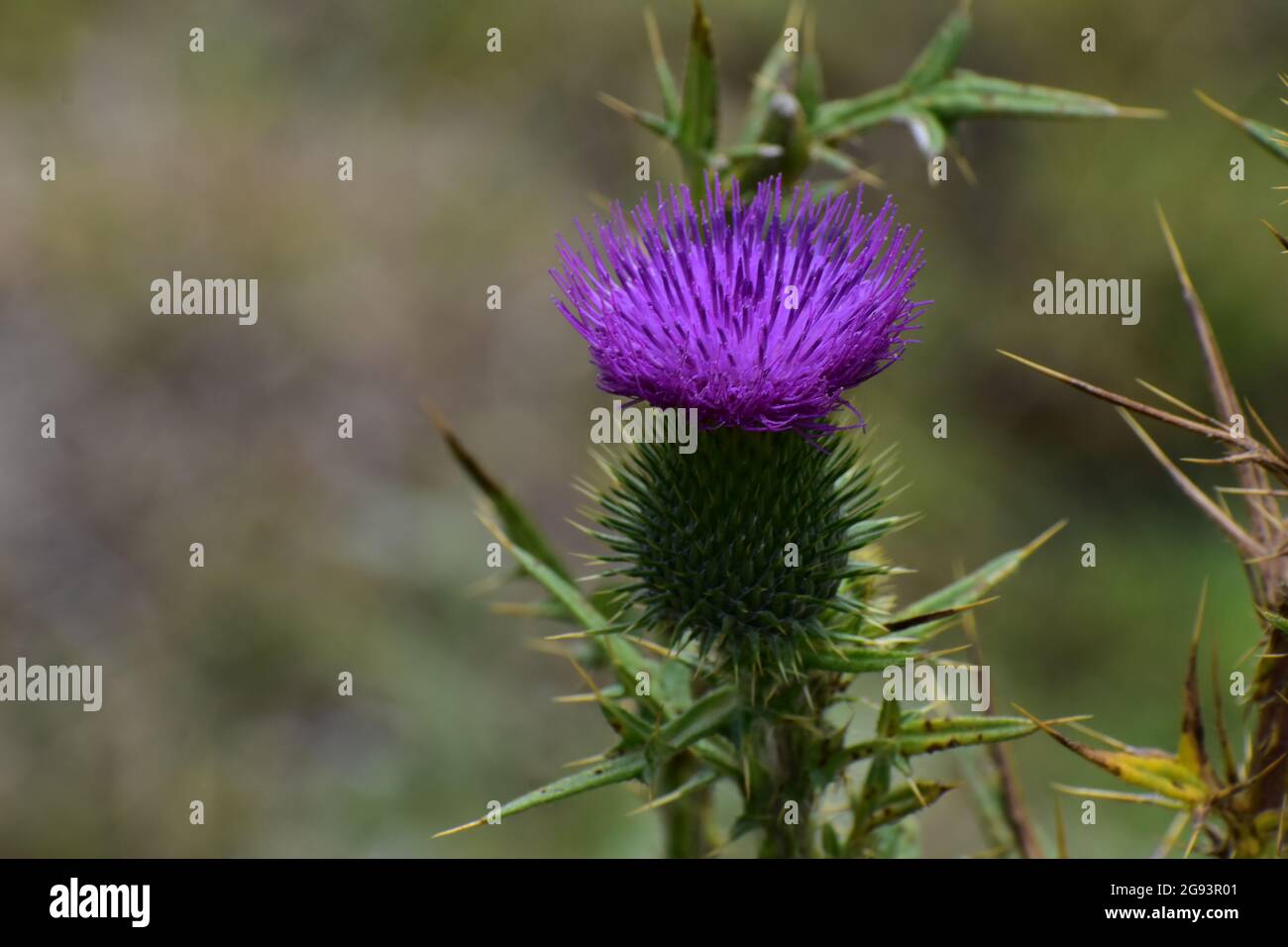 Fioritura di piante di Thistle in Nyeri Kenya Foto Stock