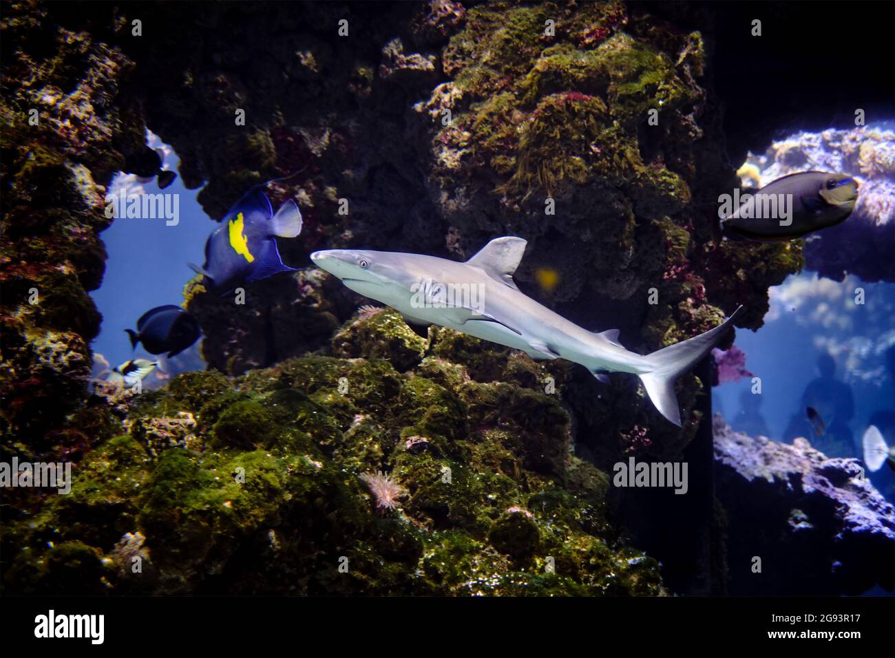Shark Underwater Foto in Open Water Foto Stock