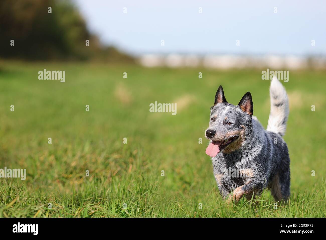 Blue heeler o cane australiano di bestiame che corre in campo verde erba. Spazio di copia. Foto Stock