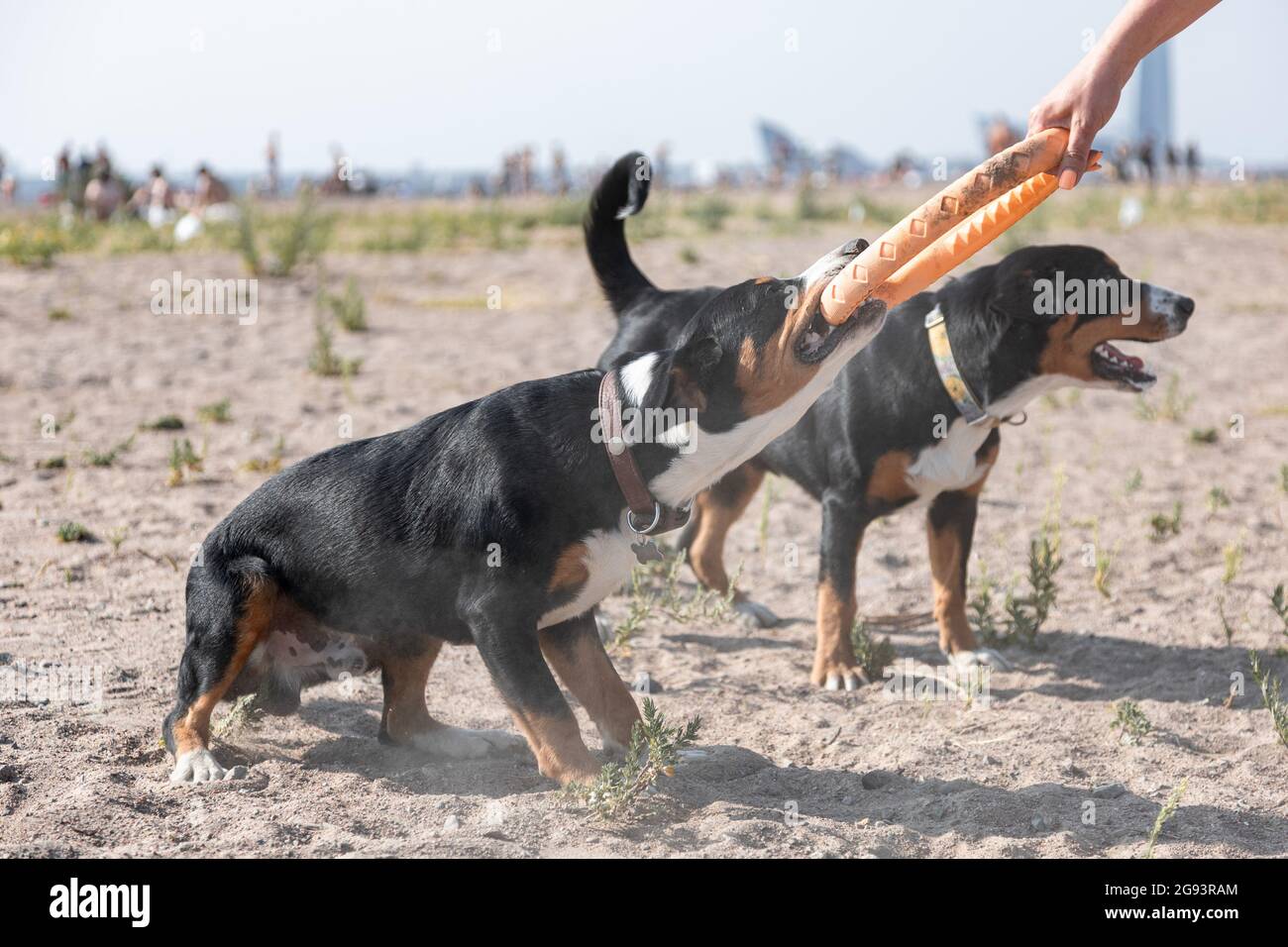 Cani attivi di entlebucher sennenhund razza giocare con l'estrattore in spiaggia Foto Stock