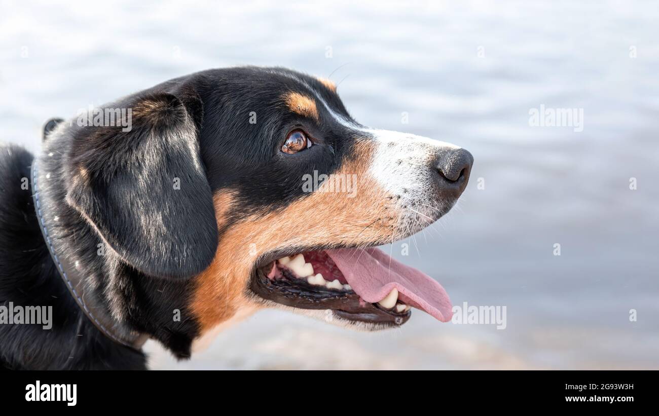 Primo piano ritratto di entlebucher sennenhund razza cane con lingua fuori alla natura. Animale domestico assetato Foto Stock