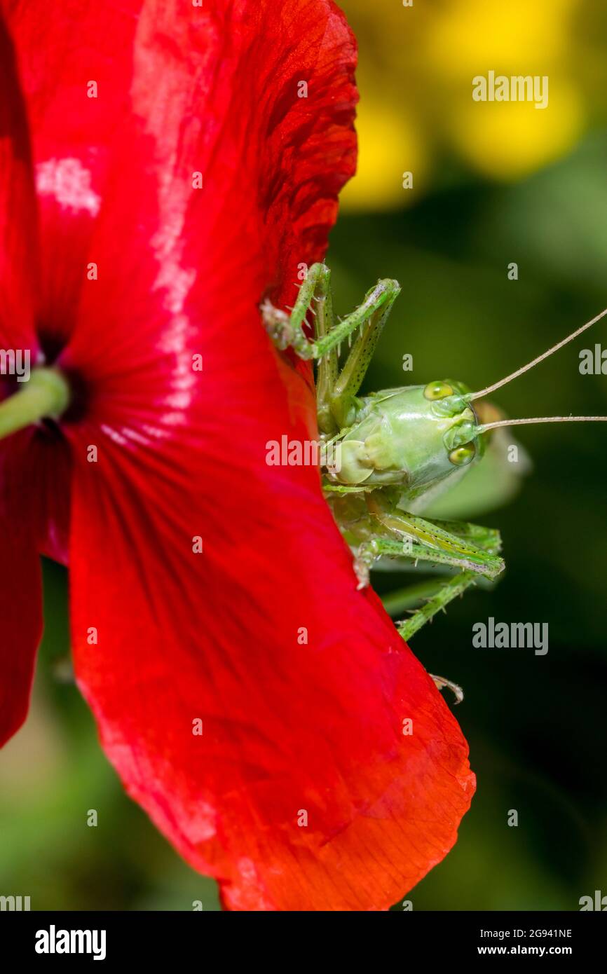 Grande cespuglio verde-cricket (Tettigonia viridissima) femmina adulto / imago su fiore rosso di papavero comune (Papaver rhoeas) in prato in estate Foto Stock