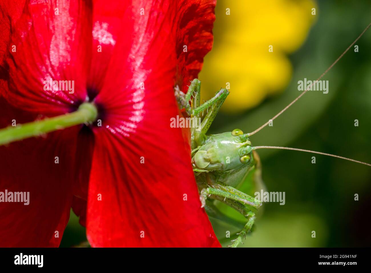 Grande cespuglio verde-cricket (Tettigonia viridissima) femmina adulto / imago su fiore rosso di papavero comune (Papaver rhoeas) in prato in estate Foto Stock