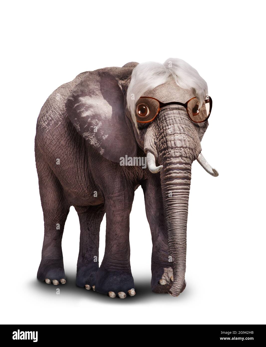 Vecchi occhiali da indossare elefante bianco per capelli sapienti senior Foto Stock