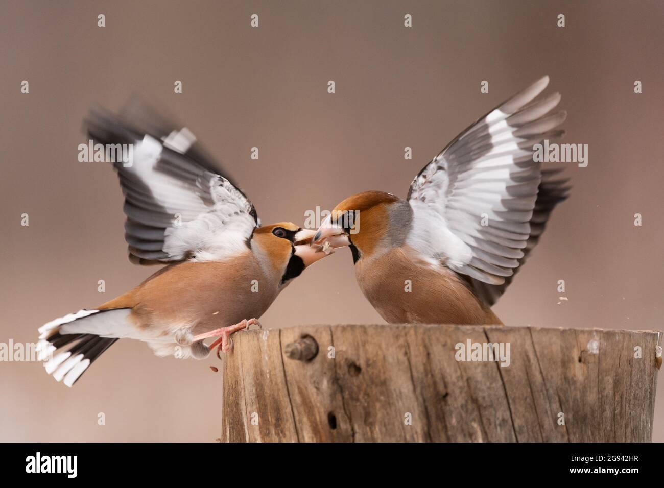 Hawfinch Coccodraustes coccodraustes. I songbirds combattono sull'alimentatore per il cibo in inverno. Foto Stock