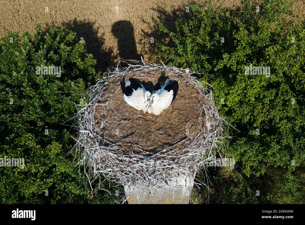 Vista dall'alto sul nido delle cicogne. Due cicogne che si siedono da vicino. Foto Stock