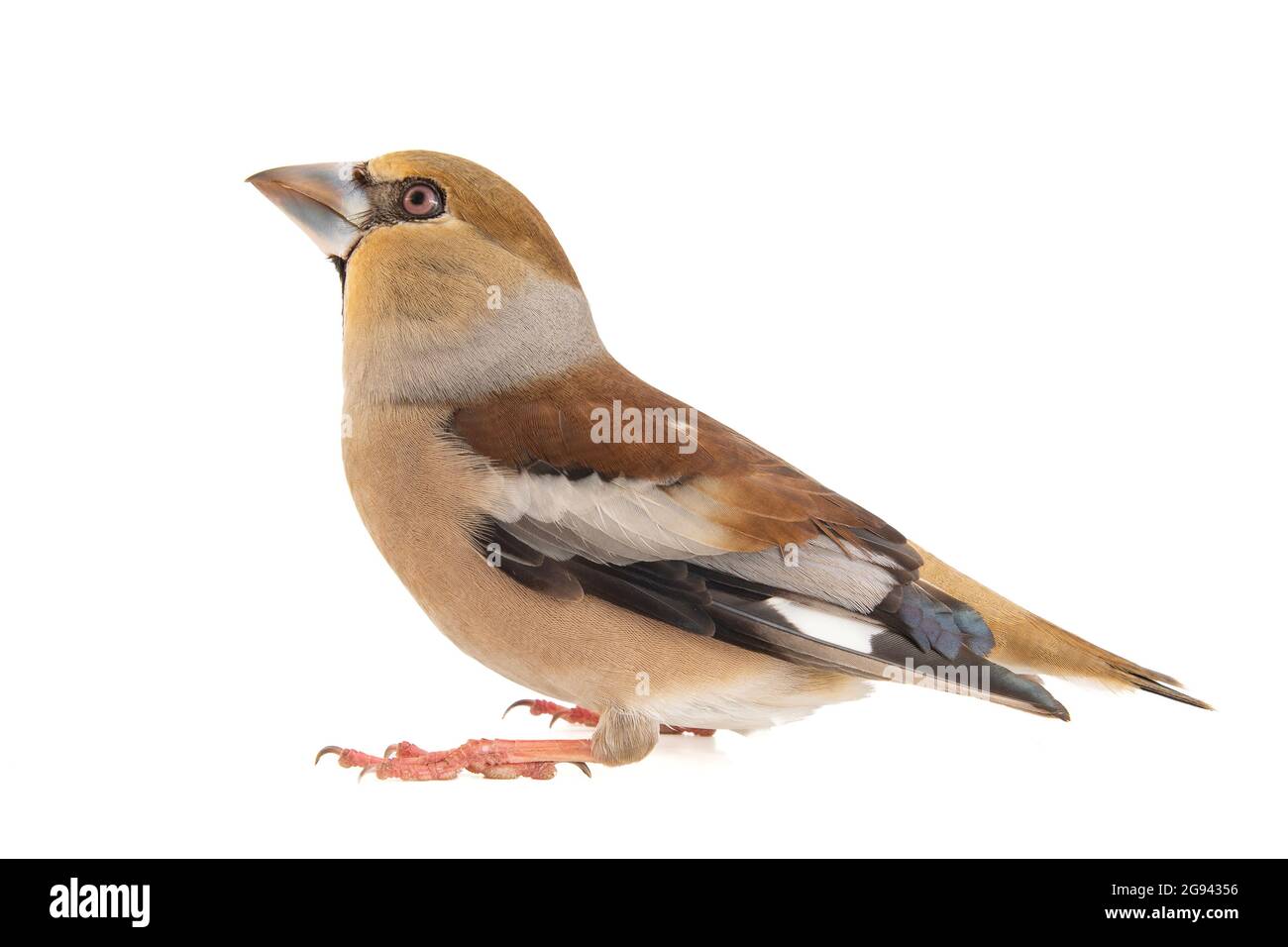 Hawfinch Coccodraustes coccodraustes, isolato su sfondo bianco. Foto Stock