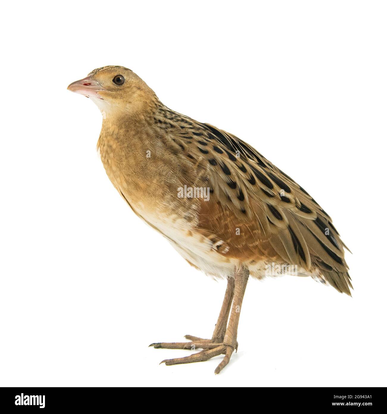 Corncrake o Landrail Crex crex, isolato su bianco. Foto Stock