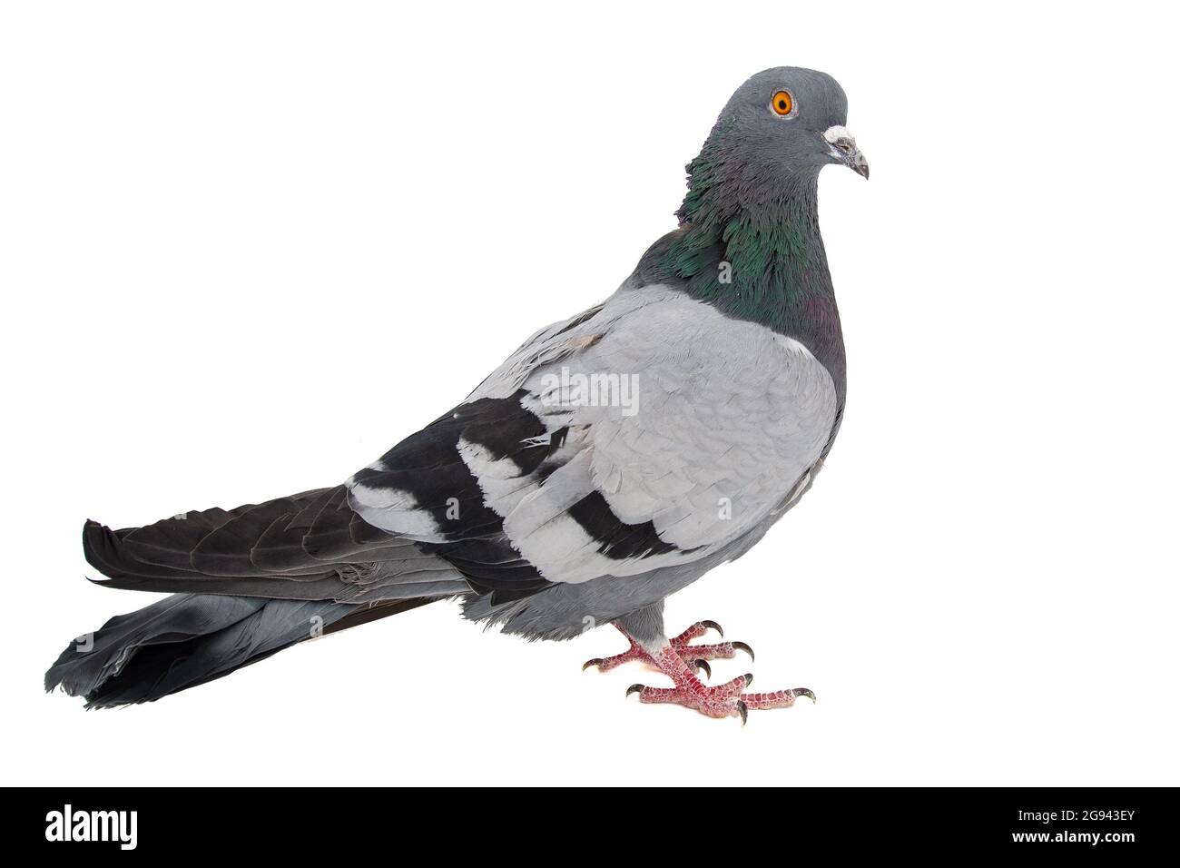 Colomba grigia isolata su sfondo bianco. Foto Stock