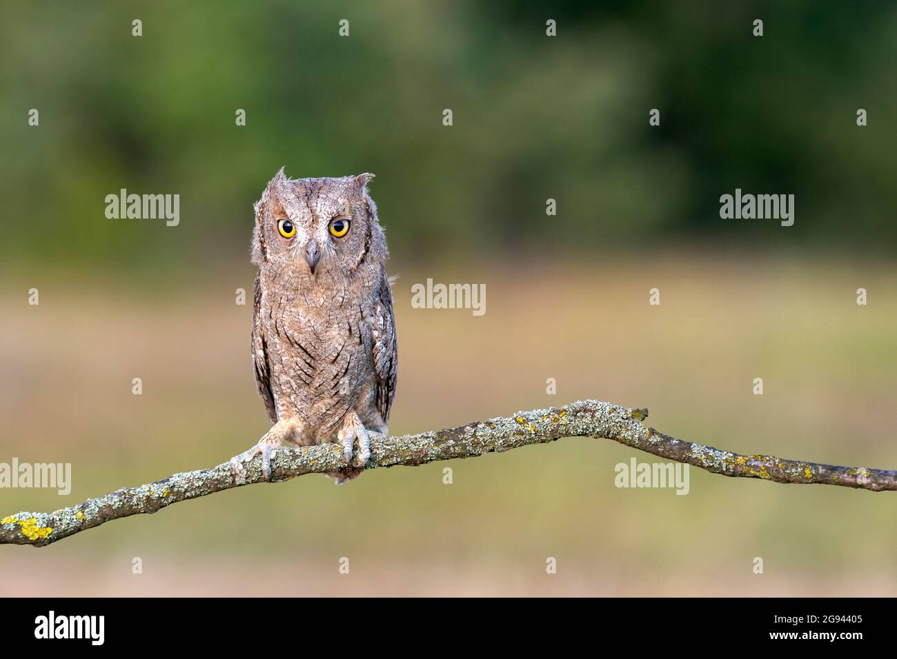 European Scops Owl, Otus scops. Nel selvaggio. Foto Stock