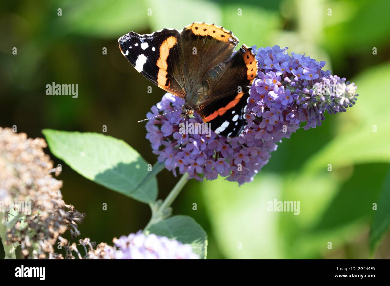 Una farfalla Vanessa atalanta che alimenta il nettare da un fiore estivo-lilla farfalla-cespuglio Foto Stock