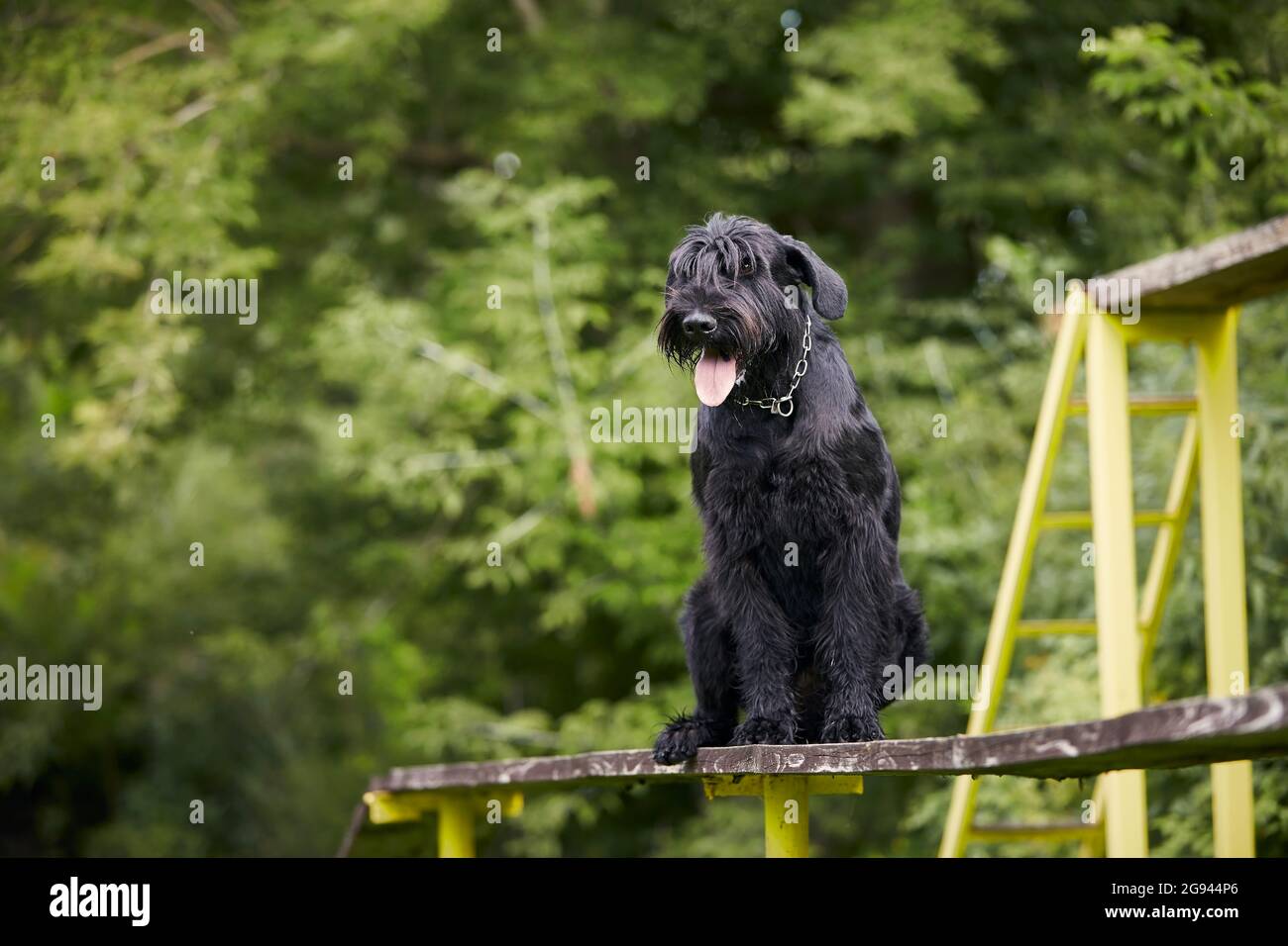 Ritratto del cane durante l'addestramento di obbedienza. Schnauzer gigante su strada ostacolo. Foto Stock