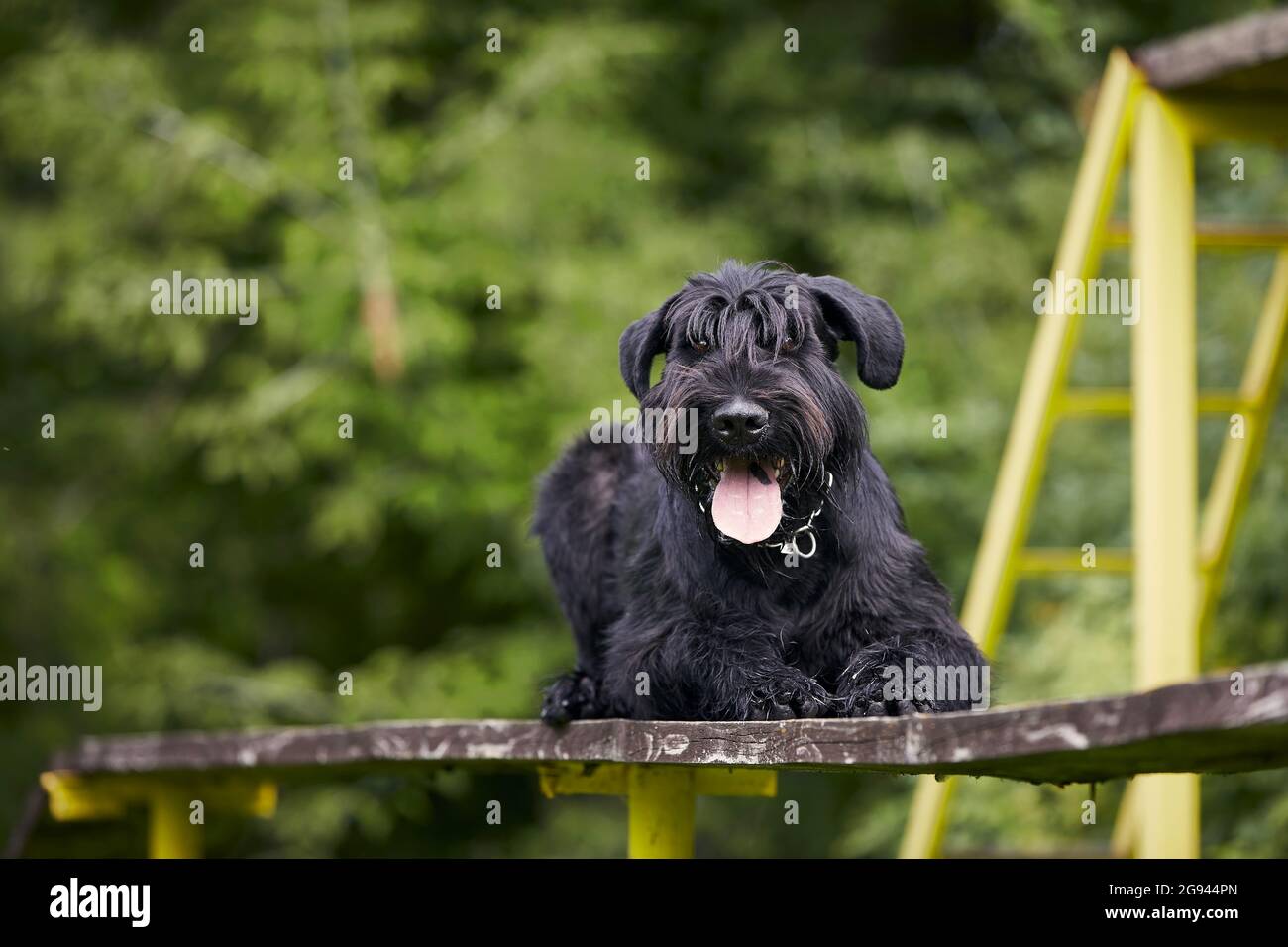 Ritratto del cane durante l'addestramento di obbedienza. Schnauzer gigante su strada ostacolo. Foto Stock