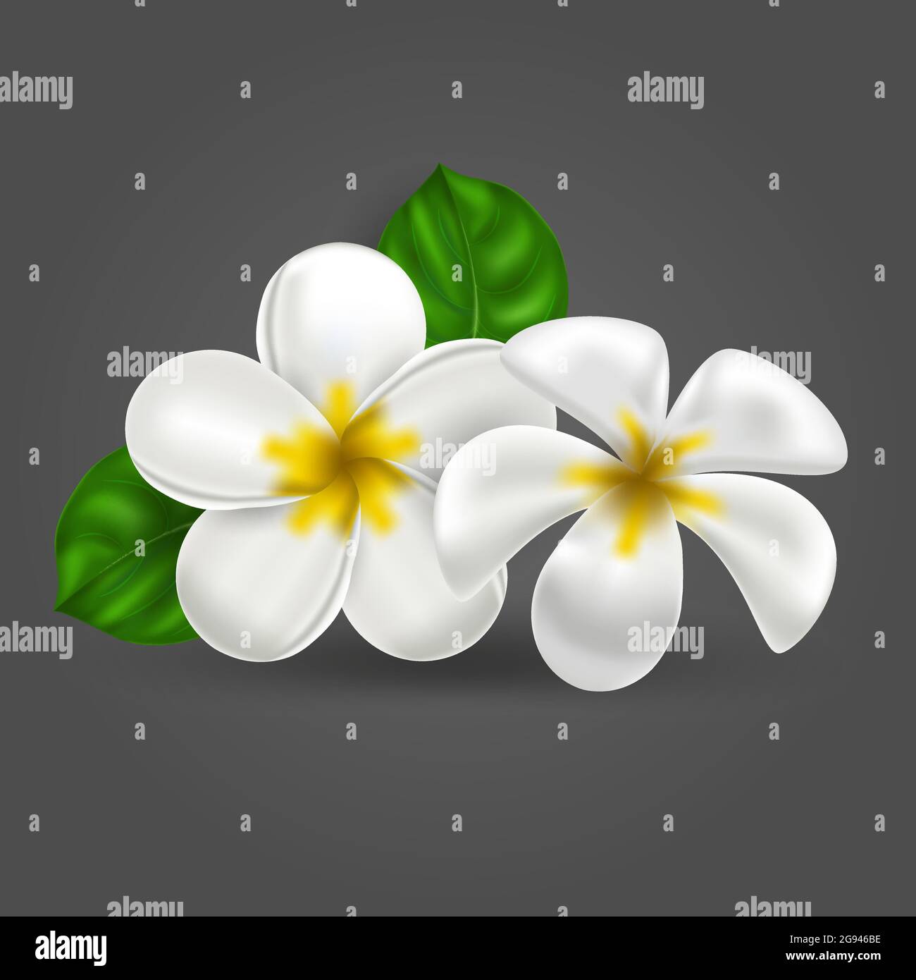 Vettore realistico tropicale hawaiano fiore plumeria. Bianco-giallo isolato oggetto frangipani su uno sfondo scuro. Paradiso estivo. Natura botanica il Illustrazione Vettoriale