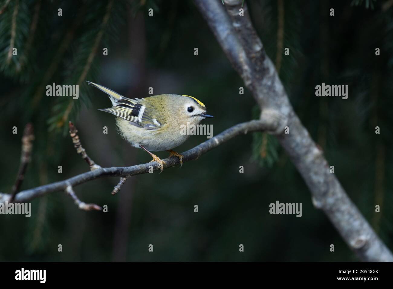 L'uccello più piccolo d'Europa, Goldcrest (Regulus regulus) arroccato in una giornata di primavera in Estonia. Foto Stock