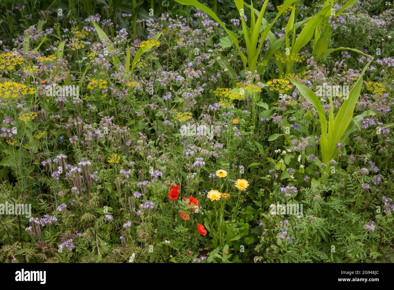 Striscia fiorita di un campo di mais vicino a Billerbeck, regione di Muensterland, Renania Settentrionale-Vestfalia, Germania. Bluehstreifen an einem Maisfeld bei Billerbeck, Foto Stock