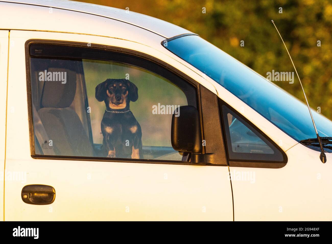 Il piccolo Dachshund è partito in una macchina bianca durante l'estate. Foto Stock