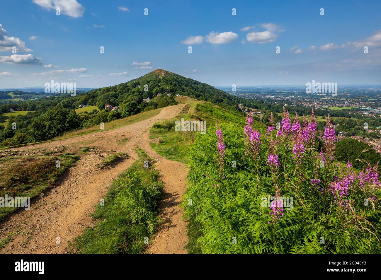 Rosebay willoweb e bracken che crescono su perseverance Hill nei Malverns con Worcestershire Beacon sullo sfondo, Worcestershire, Regno Unito Foto Stock