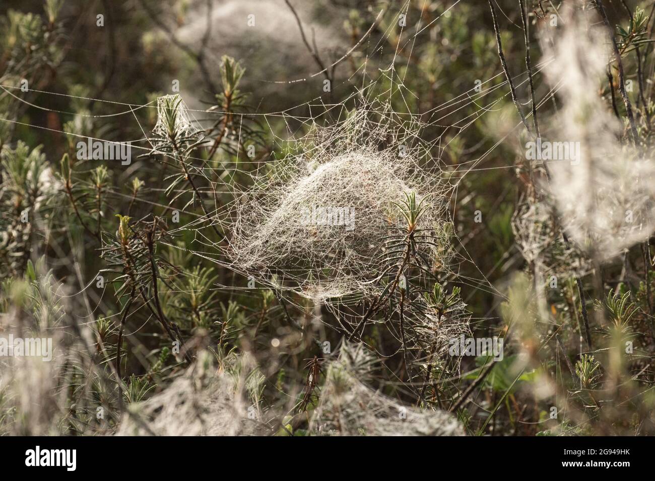 Bella ciotola a forma di ragnatela in una palude mattina in Estonia, Nord Europa Foto Stock