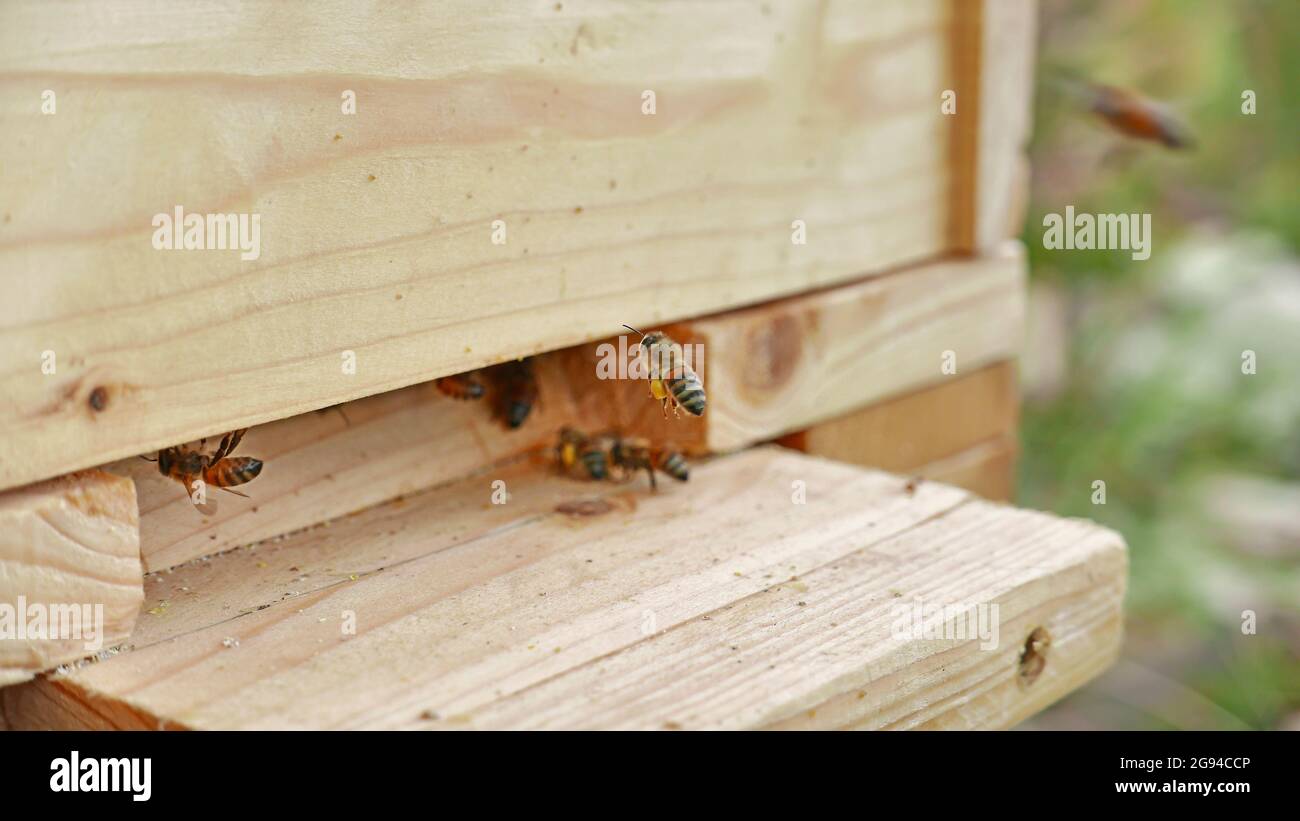 l'ape operaia porta polline nell'alveare di legno Foto Stock