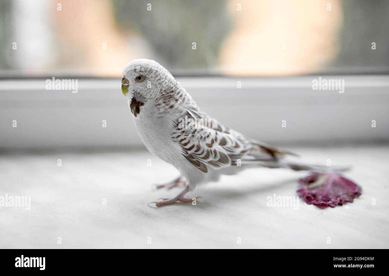 Il pappagallo bianco ondulato cammina sul davanzale Foto Stock